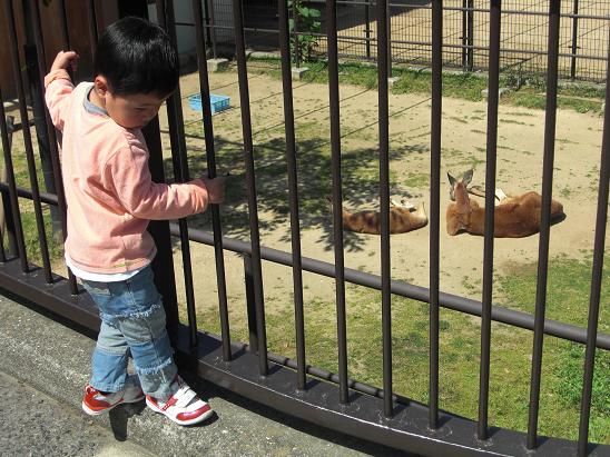 100513・王子動物園 014