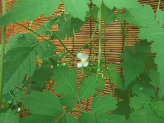 100708・ふうせんかずら 002