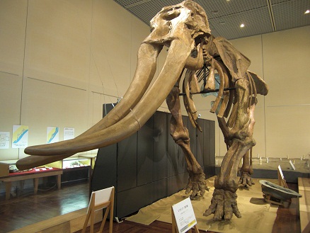 110716・長居自然史博物館 (6)
