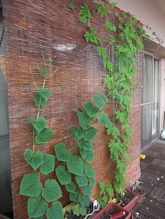 110801・ゴーヤときゅうり