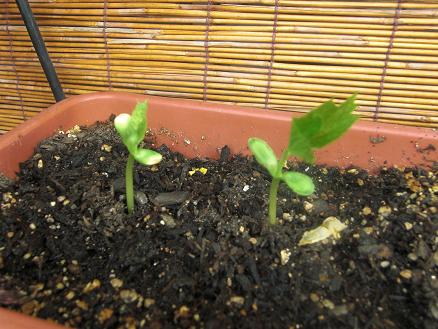 110604・ベランダもよう 002