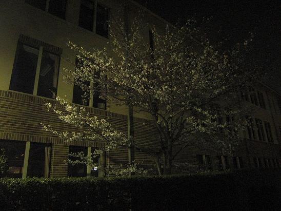 130328 大学の夜桜1 130328 大学の夜桜1