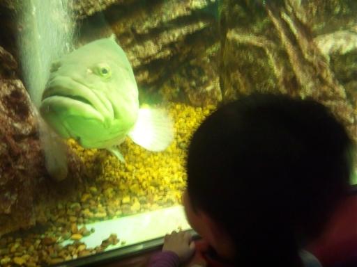 130312 須磨水族園11 130312 須磨水族園11