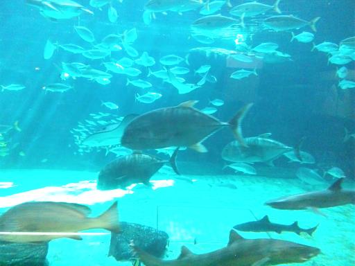 130312 須磨水族園4 130312 須磨水族園4