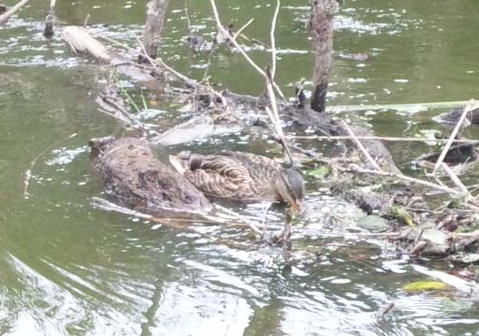 120926 釧路3日目 (18) 120926 釧路3日目 (18)