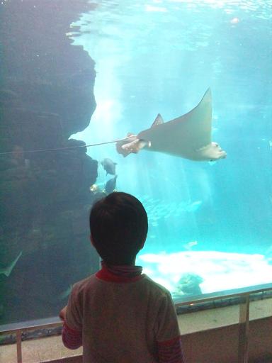 130312 須磨水族園12 130312 須磨水族園12