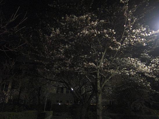 130328 大学の夜桜6 130328 大学の夜桜6