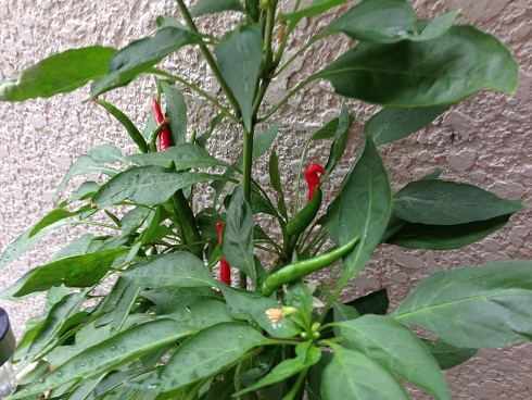 130730 唐辛子と大学 (2) 130730 唐辛子と大学 (2)