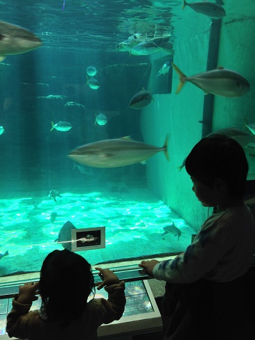 140323 須磨海浜水族園 (8) 140323 須磨海浜水族園 (8)