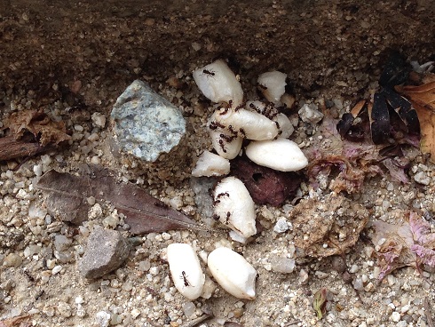 140820 ユウシン蟻実験 (13) 140820 ユウシン蟻実験 (13)