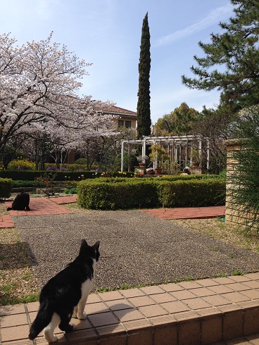 140331 大学 (2) 140331 大学 (2)