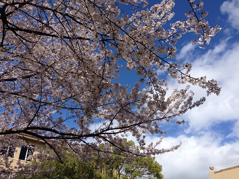 140404 入学式の日 (1) 140404 入学式の日 (1)