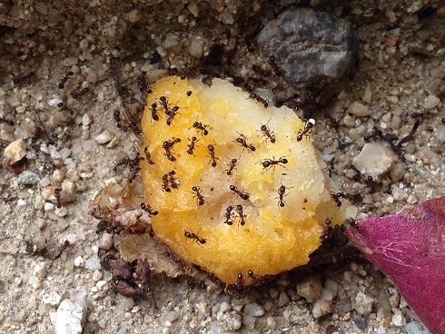 140820 ユウシン蟻実験 (32) 140820 ユウシン蟻実験 (32)