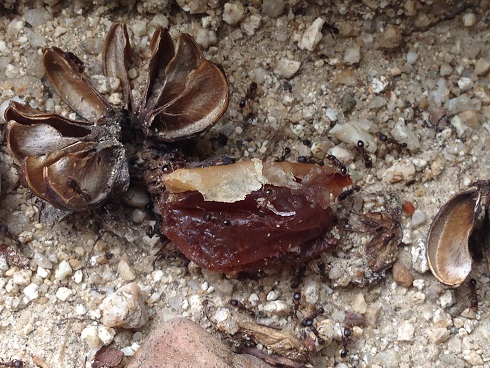 140820 ユウシン蟻実験 (25) 140820 ユウシン蟻実験 (25)