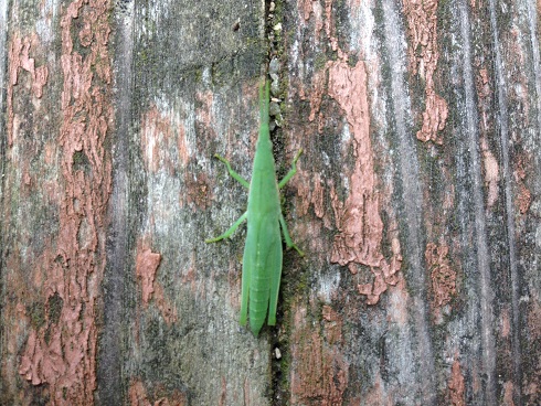 140827 甲山昆虫採集 (9) 140827 甲山昆虫採集 (9)
