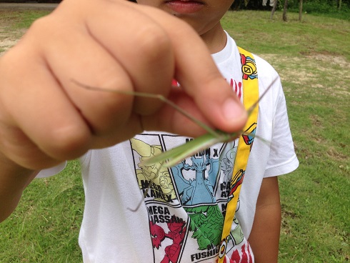 140827 甲山昆虫採集 (12) 140827 甲山昆虫採集 (12)