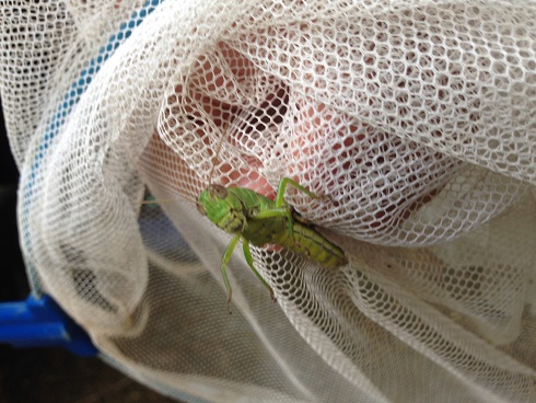 140827 甲山昆虫採集 (16) 140827 甲山昆虫採集 (16)