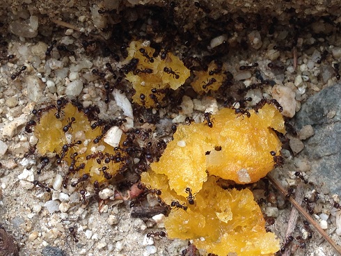 140820 ユウシン蟻実験 (37) 140820 ユウシン蟻実験 (37)