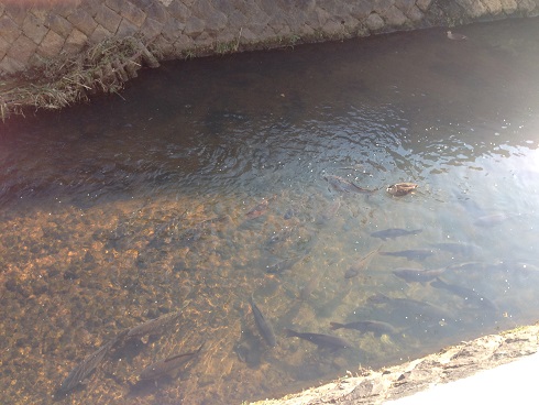 141123 ボラ・ユウシン (2) 141123 ボラ・ユウシン (2)