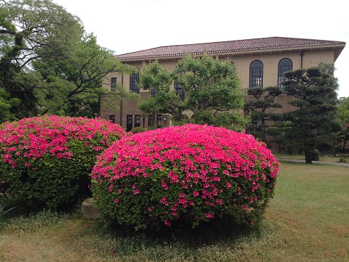 150507 中庭 (2) 150507 中庭 (2)