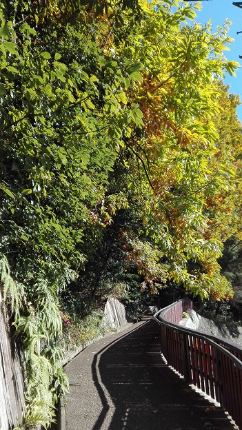 151207 大学・医学生・ジバニャンパン (8) 151207 大学・医学生・ジバニャンパン (8)