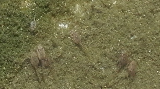 160824 奄美大島2日目 (7) 160824 奄美大島2日目 (7)