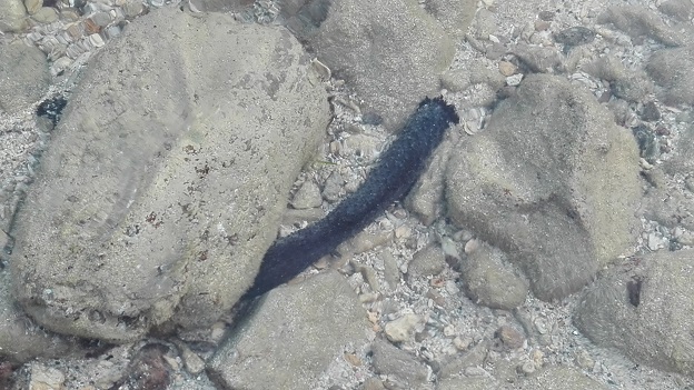 160824 奄美大島2日目 (42) 160824 奄美大島2日目 (42)