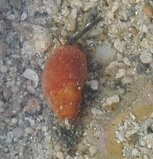 160824 奄美大島2日目 (58) 160824 奄美大島2日目 (58)