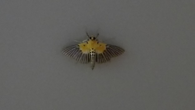 160824 奄美大島2日目 (2) 160824 奄美大島2日目 (2)