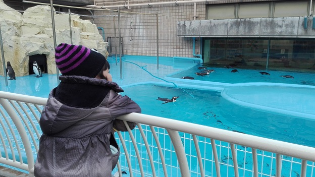180114　妹新参・動物園 (16)