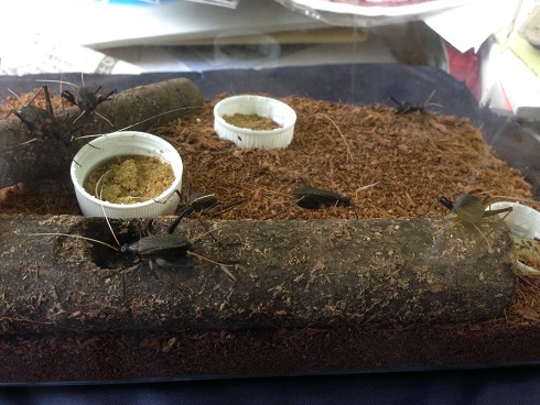 140901 カエル・スズムシ (1) 140901 カエル・スズムシ (1)