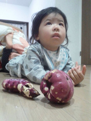 141024 アサいも堀 141024 アサいも堀