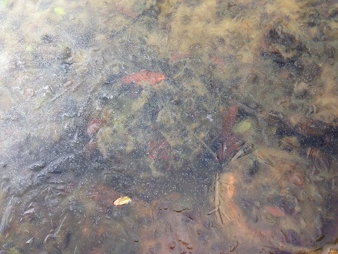 141218 中庭の氷 (3) 141218 中庭の氷 (3)