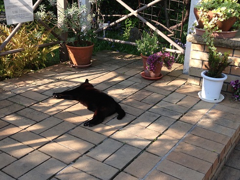 150426 大学・クロ・ユウシンバナナ (1) 150426 大学・クロ・ユウシンバナナ (1)