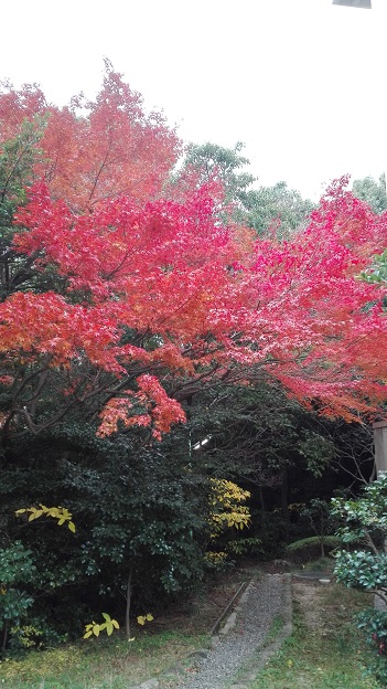 151210 大学・京都総評 (5) 151210 大学・京都総評 (5)