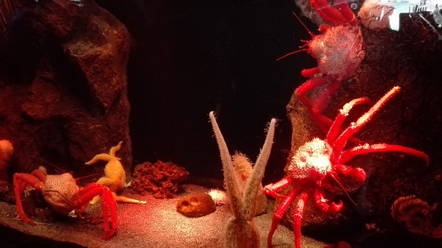 160818 静岡の兄新参 (15) 160818 静岡の兄新参 (15)