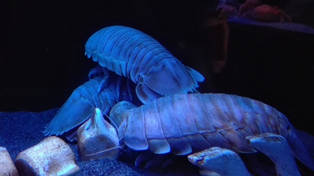 160818 静岡の兄新参 (21) 160818 静岡の兄新参 (21)