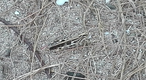 160824 奄美大島2日目 (19) 160824 奄美大島2日目 (19)