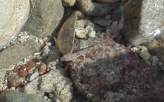 160824 奄美大島2日目 (30) 160824 奄美大島2日目 (30)