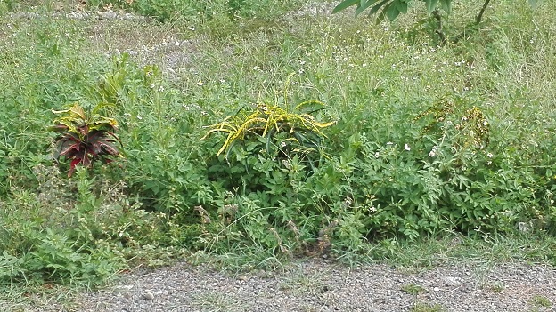 160824 奄美大島2日目 (14) 160824 奄美大島2日目 (14)