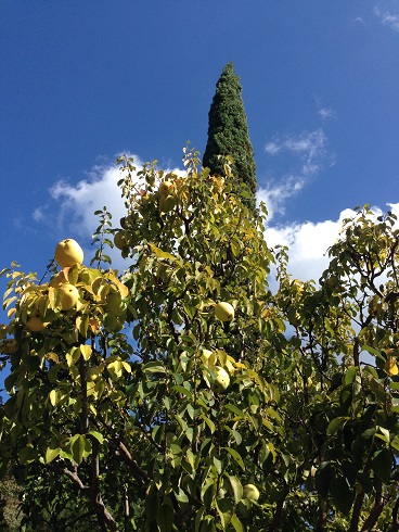 151103 大学散歩と一風堂 (33) 151103 大学散歩と一風堂 (33)