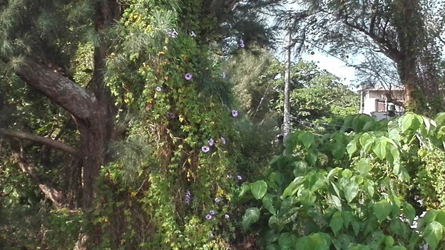 160824 奄美大島2日目 (4) 160824 奄美大島2日目 (4)