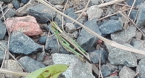 160824 奄美大島2日目 (17) 160824 奄美大島2日目 (17)