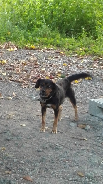 160824 奄美大島2日目 (1) 160824 奄美大島2日目 (1)