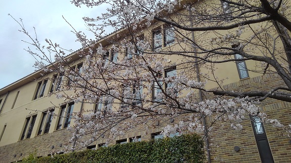 190328 桜・誕生祝い (7) 190328 桜・誕生祝い (7)