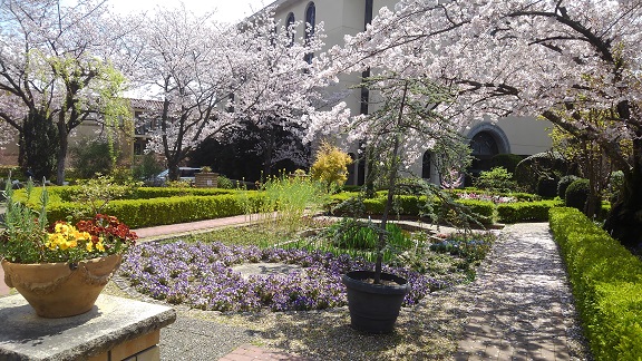 190408 大学の桜 (4) 190408 大学の桜 (4)