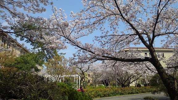190408 大学の桜 (4) 190408 大学の桜 (4)