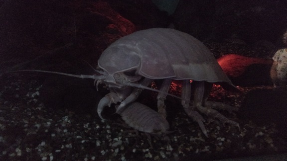 190526 うみたまご・高崎山 (4) 190526 うみたまご・高崎山 (4)