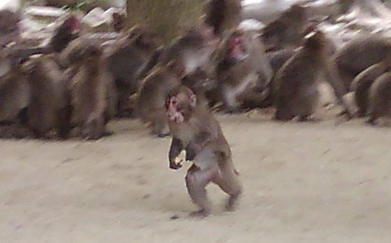 190526 うみたまご・高崎山 (31) 190526 うみたまご・高崎山 (31)