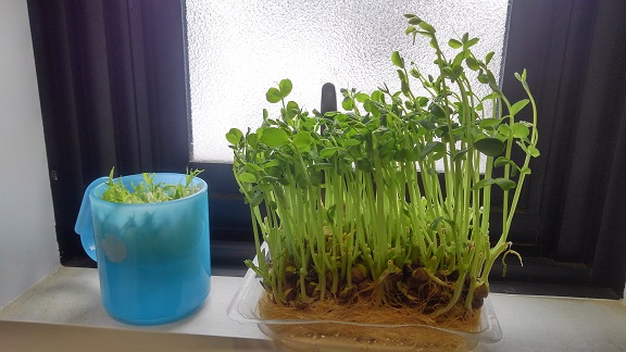 190317 植(食)物再生 (2) 190317 植(食)物再生 (2)